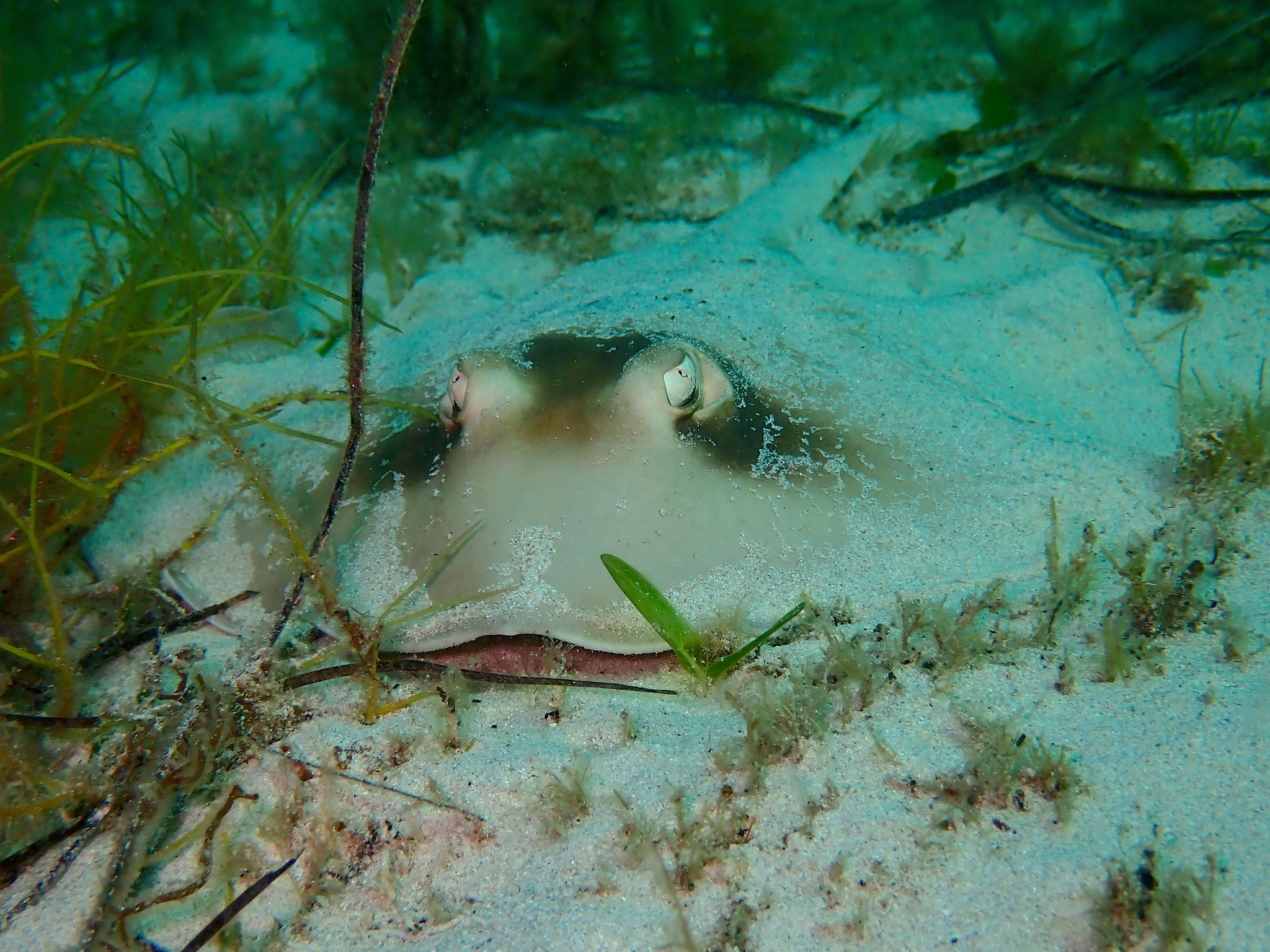Masked Stingaree photo 6