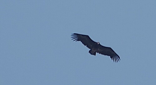 White-headed Vulture