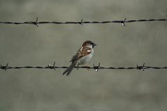 Passer domesticus