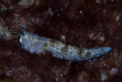 Dermatobranchus caesitius