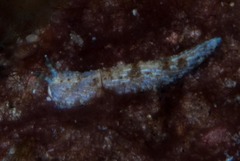 Dermatobranchus caesitius