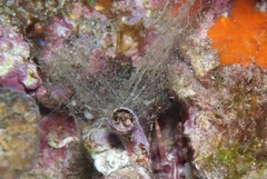 Thylacodes natalensis