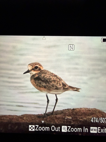 iNaturalist: (c) lucystofberg, some rights reserved (CC BY-NC) iNaturalist image