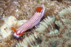 Hypselodoris