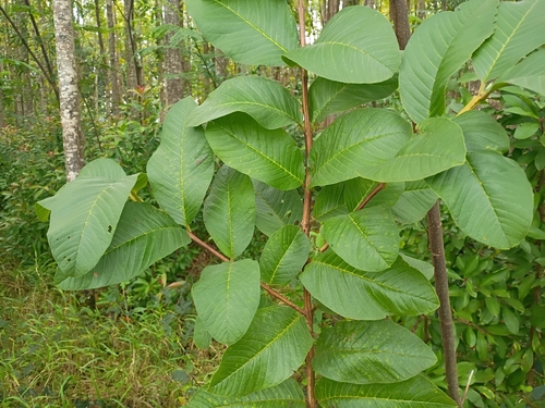 Psidium guajava observed 2026-01-21