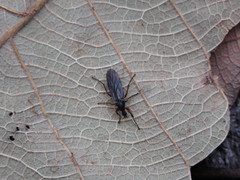 Bibio xanthopus