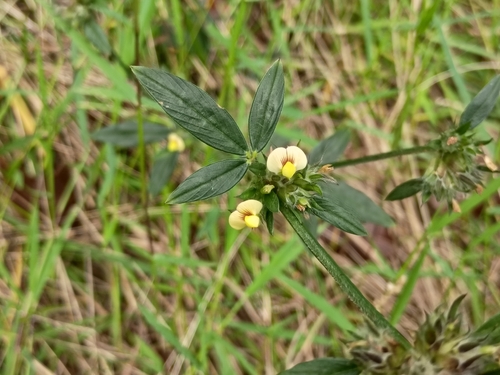 Stylosanthes scabra observed 2026-01-21