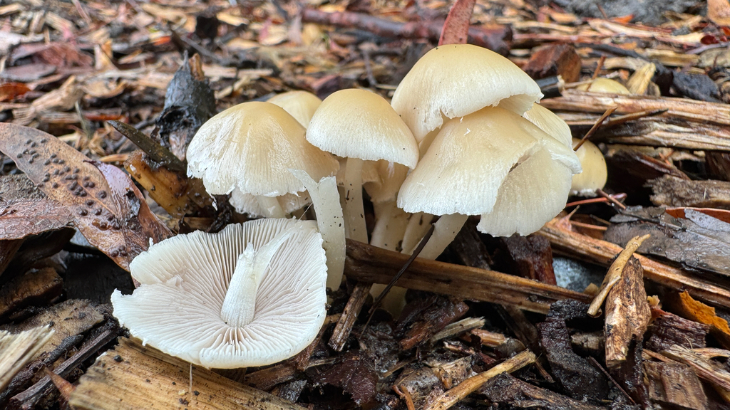 Candolleomyces candolleanus · January 2026 · photo: © frankashwood (iNaturalist, cc-by)