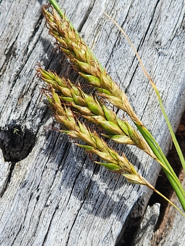 Carex iynx
