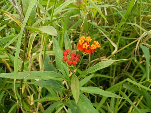 Asclepias curassavica observed 2026-01-21