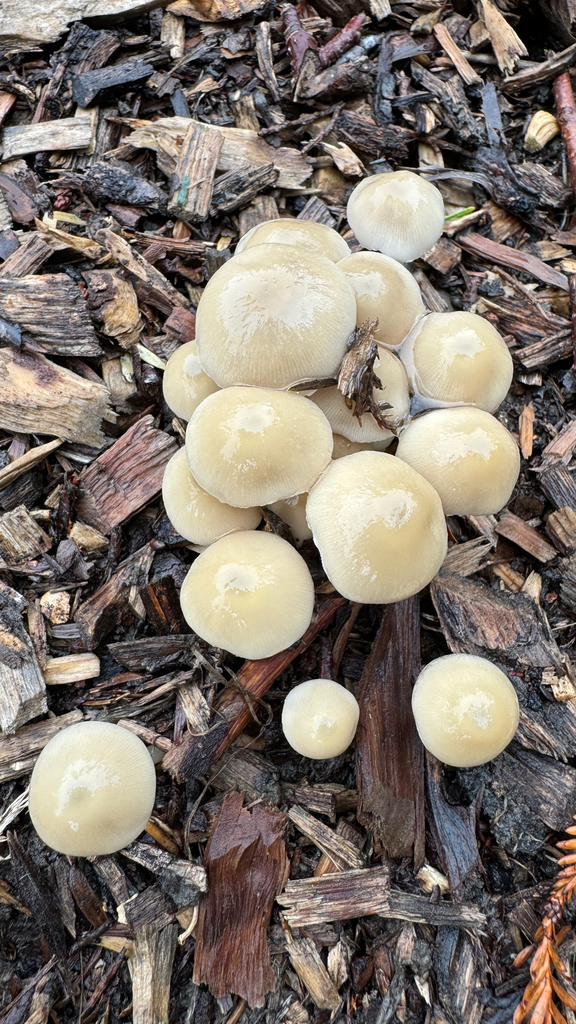 Candolleomyces candolleanus · January 2026 · photo: © frankashwood (iNaturalist, cc-by)