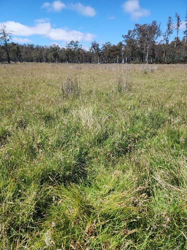 Carex capillacea observed 2026-01-20