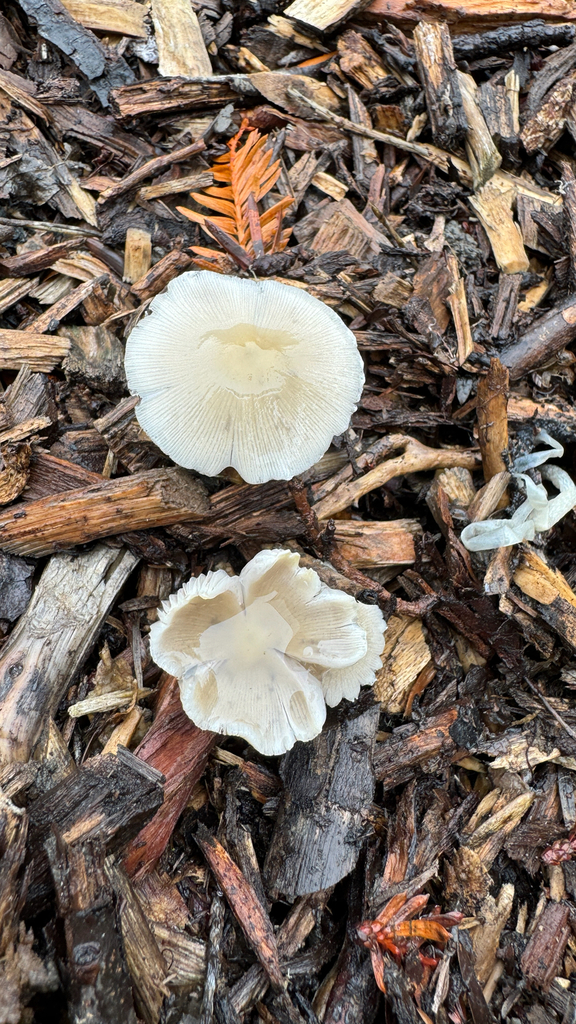 Candolleomyces candolleanus · January 2026 · photo: © frankashwood (iNaturalist, cc-by)