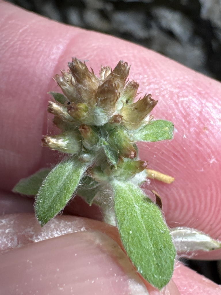 Gamochaeta capensis