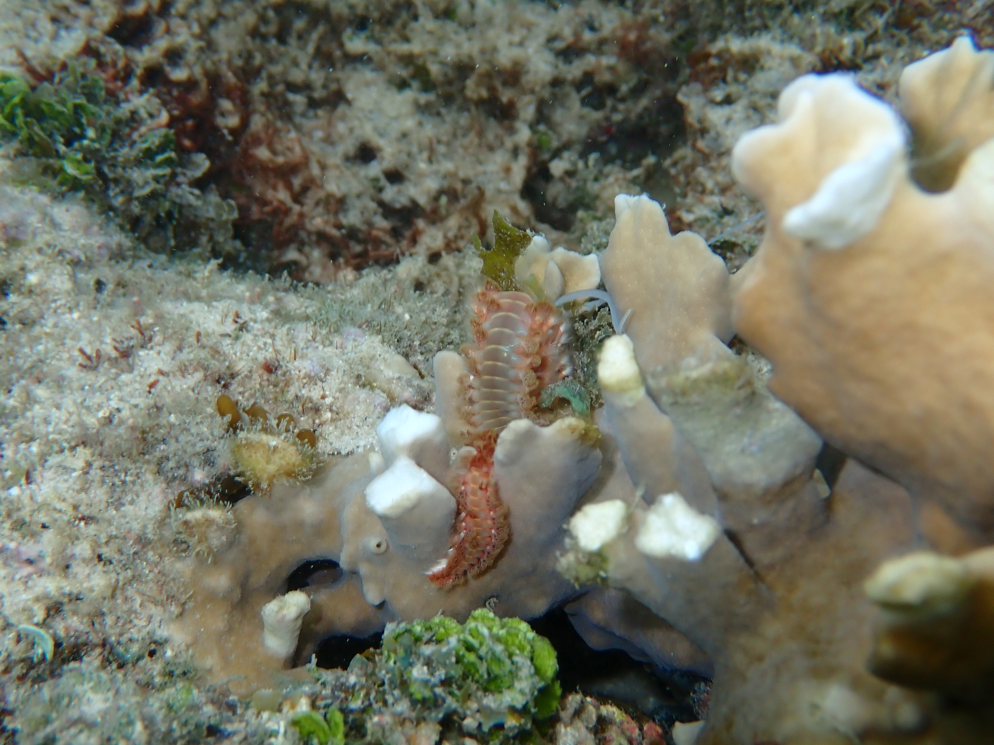 Hermodice carunculata (Pallas, 1766)