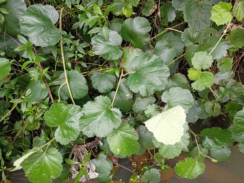 Rubus sieboldii observed 2026-01-21