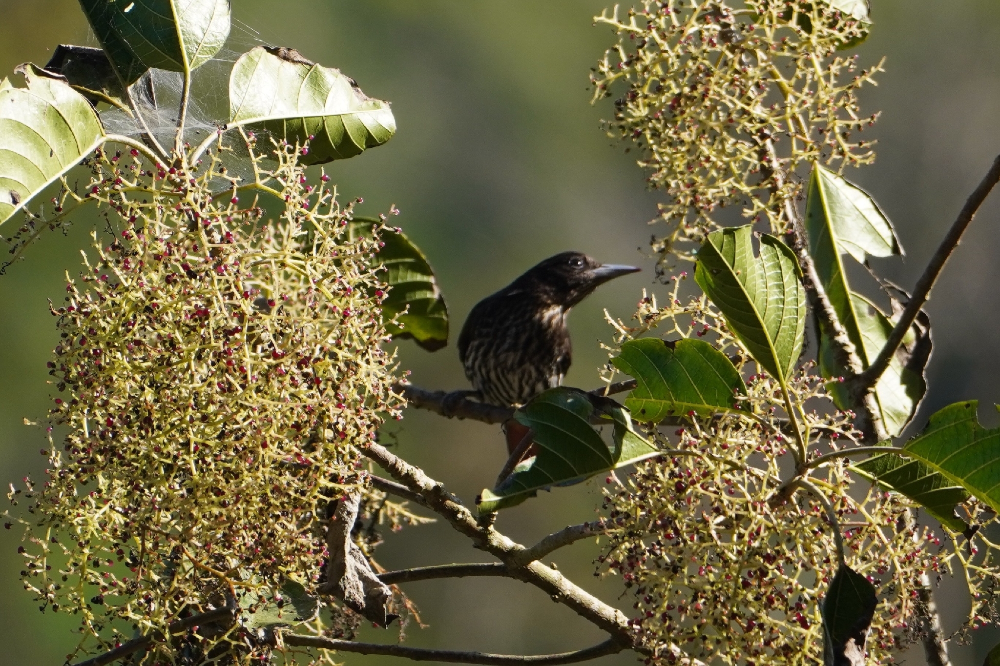 Maroon Oriole (Oriolus traillii), photo 1
