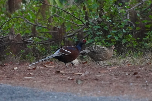 Mrs. Hume's Pheasant (Syrmaticus humiae)