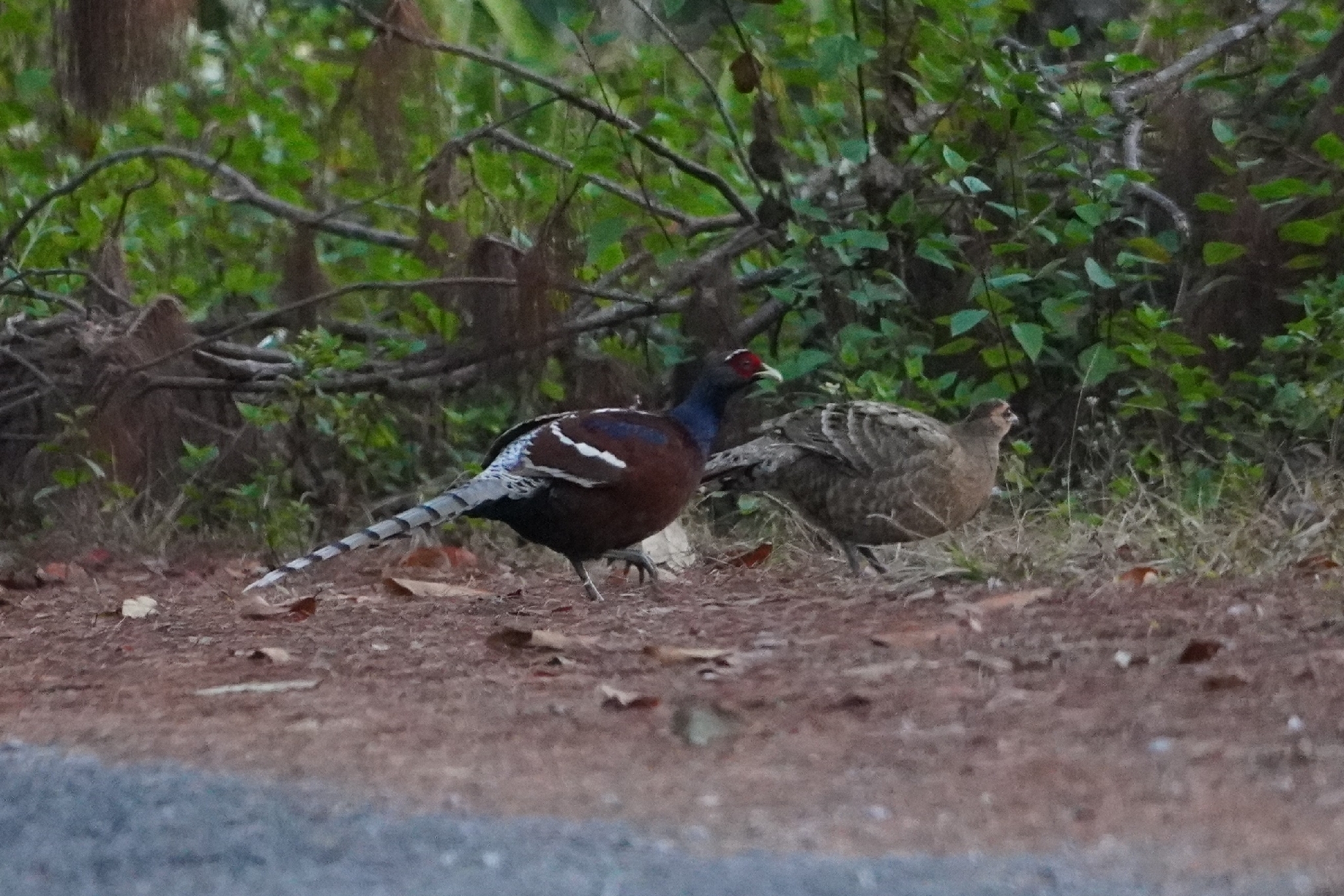 Mrs. Hume's Pheasant (Syrmaticus humiae), photo 1