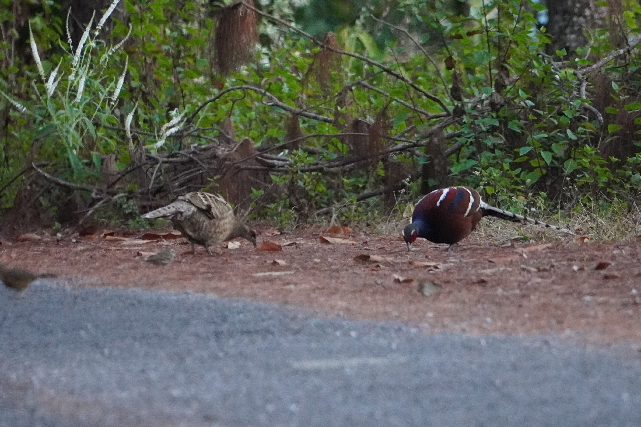 Mrs. Hume's Pheasant (Syrmaticus humiae), photo 2