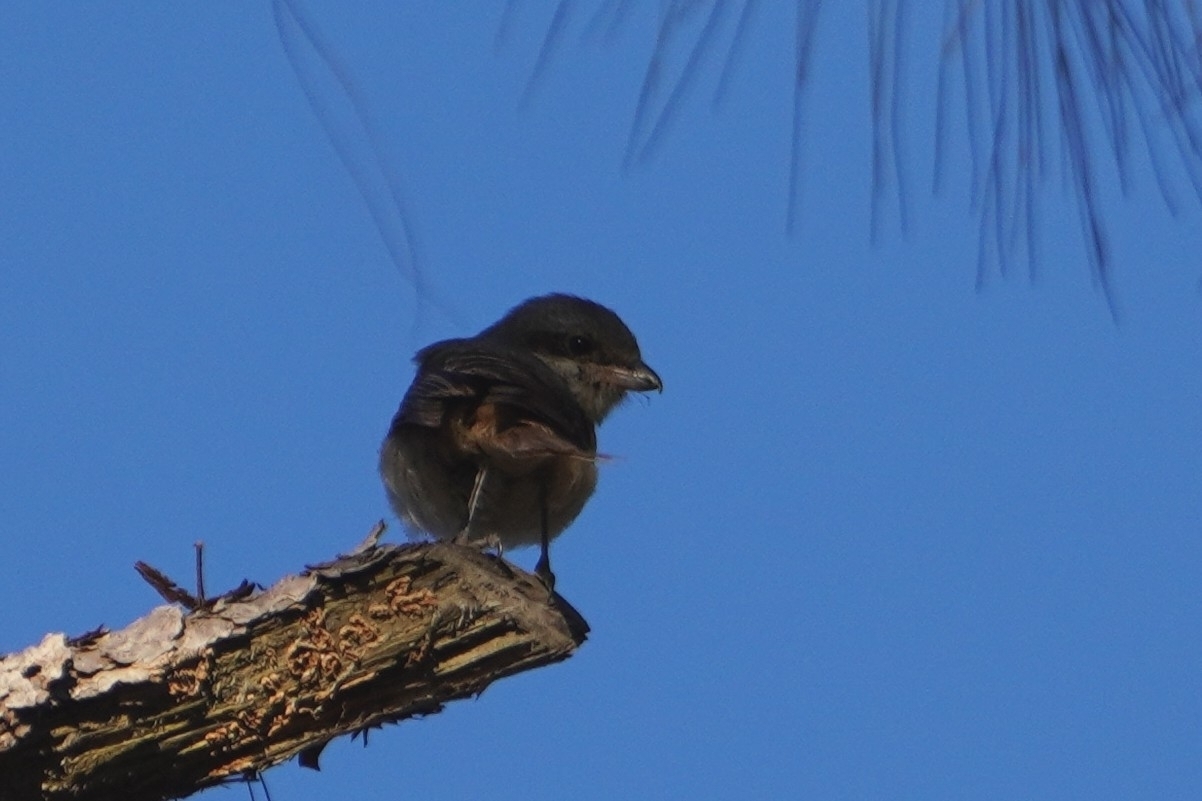 Grey-backed Shrike (Lanius tephronotus), photo 8