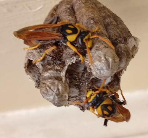 Polistes tepidus