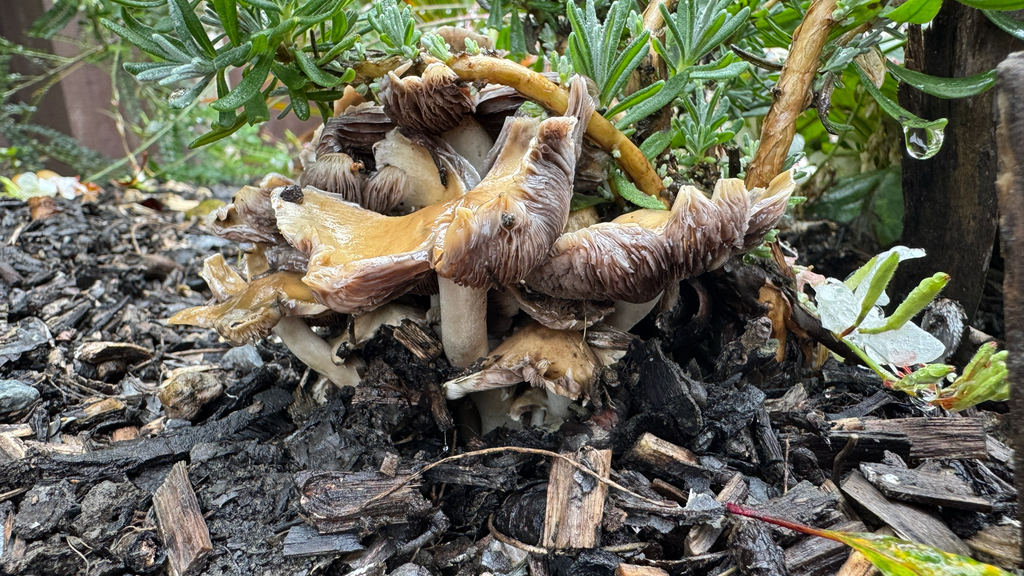 Candolleomyces candolleanus · January 2026 · photo: © frankashwood (iNaturalist, cc-by)