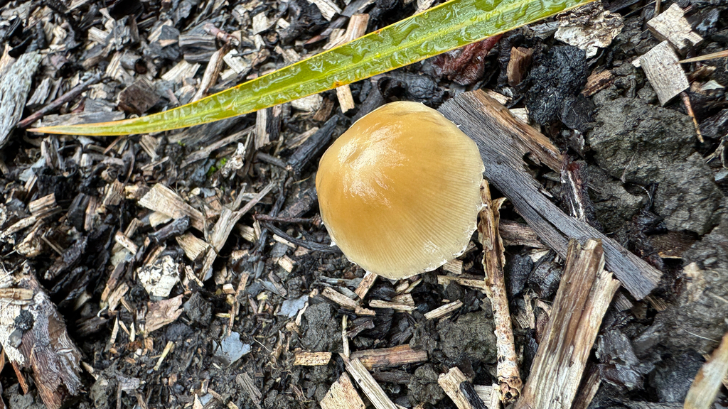 Candolleomyces candolleanus · January 2026 · photo: © frankashwood (iNaturalist, cc-by)