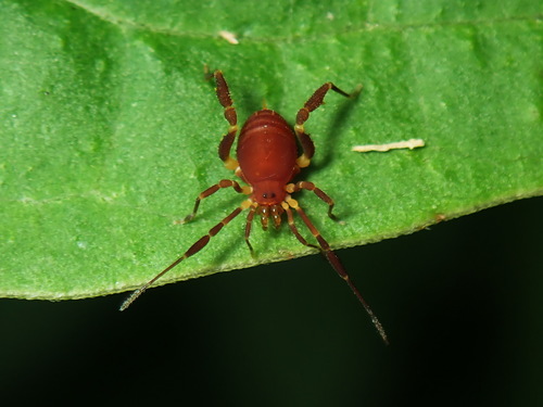 Zalmoxidae image