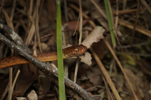 Brown Tree Snake sighting