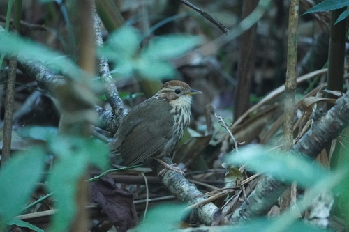Puff-throated Babbler (Pellorneum ruficeps), photo 2
