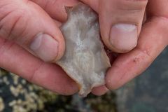 Kaburakia excelsa