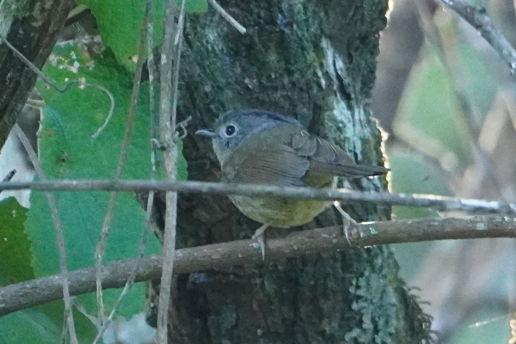 Yunnan Fulvetta (Alcippe fratercula), photo 6