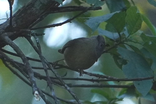 Yunnan Fulvetta (Alcippe fratercula)