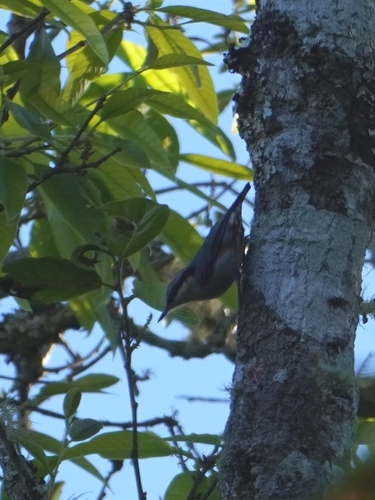 Chestnut-vented Nuthatch (Sitta nagaensis), photo 2