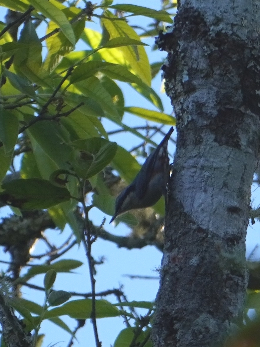 Chestnut-vented Nuthatch (Sitta nagaensis), photo 2
