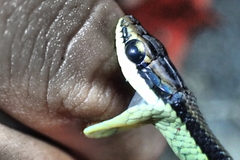 Dendrelaphis marenae