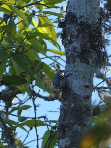 Chestnut-vented Nuthatch (Sitta nagaensis), photo 3