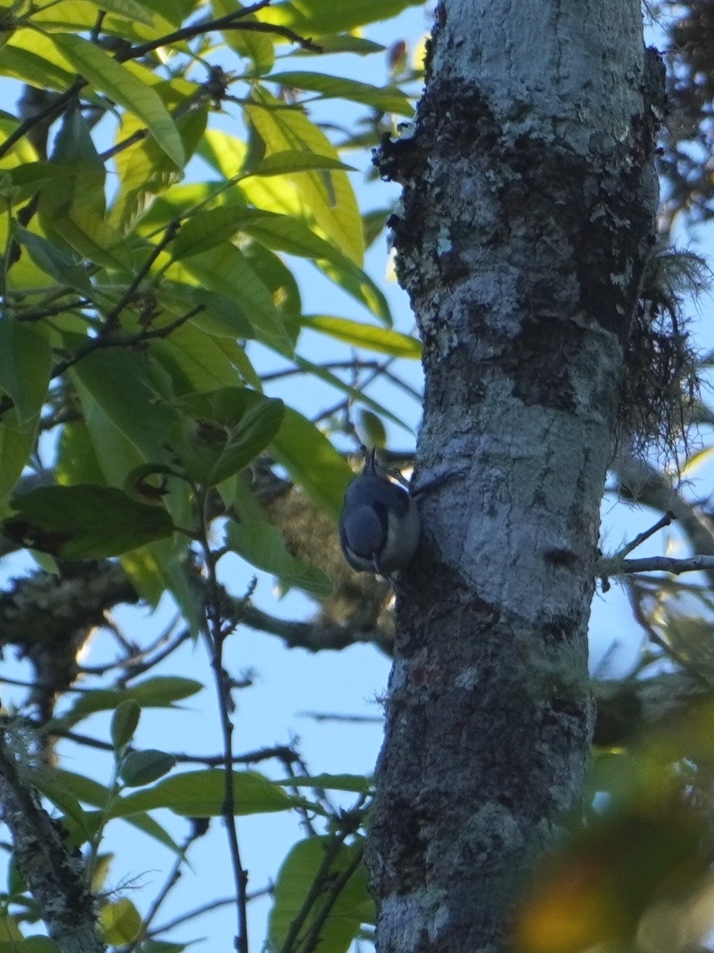 Chestnut-vented Nuthatch (Sitta nagaensis), photo 3