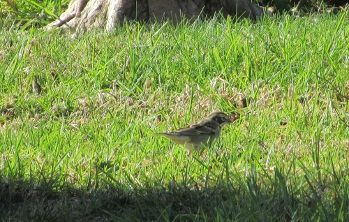 Lark Sparrow (Chondestes grammacus), photo 5