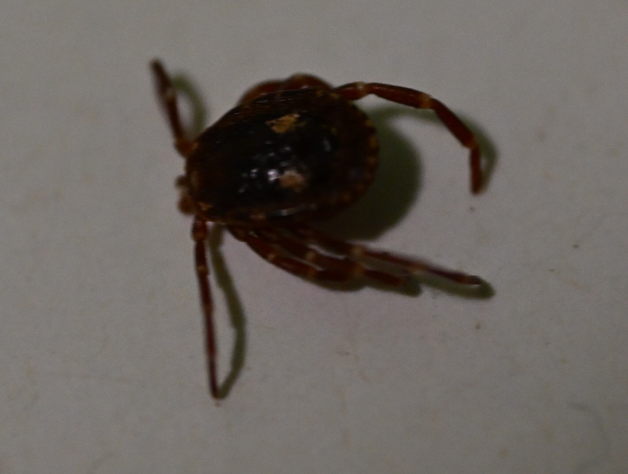 Amblyomma triguttatum Koch, 1844