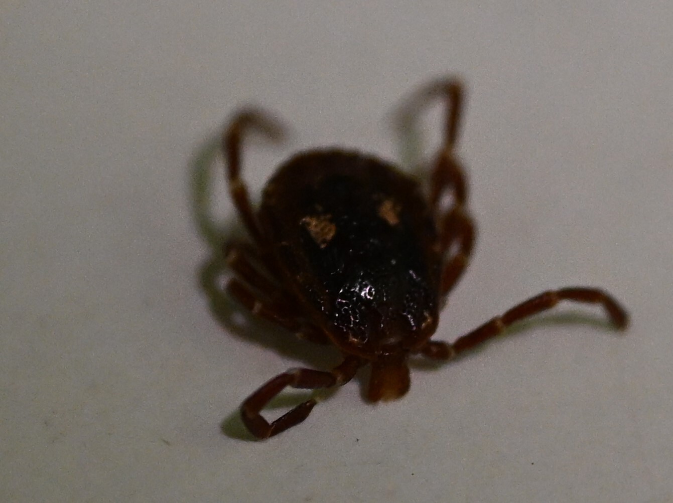 Amblyomma triguttatum Koch, 1844