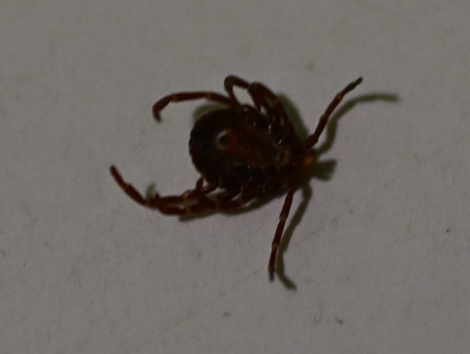 Amblyomma triguttatum Koch, 1844