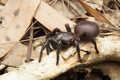 Hadronyche macquariensis