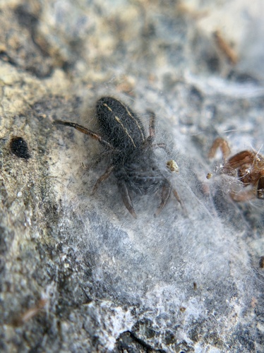 Ribbon Jumping Spider photo 5