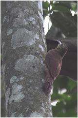 Dendrocolaptes certhia