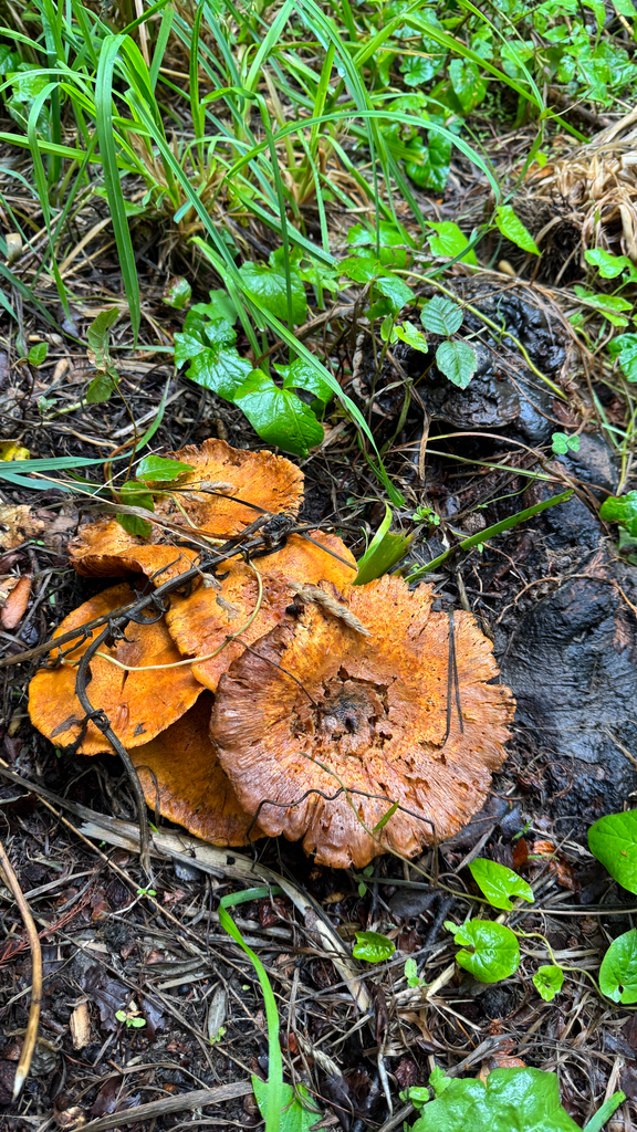 Gymnopilus junonius · January 2026 · photo: © frankashwood (iNaturalist, cc-by)