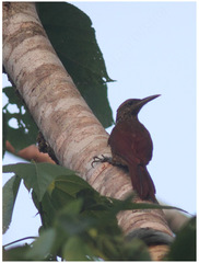 Dendrocolaptes picumnus