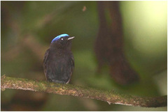 Lepidothrix coronata