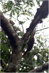 Xiphorhynchus guttatus